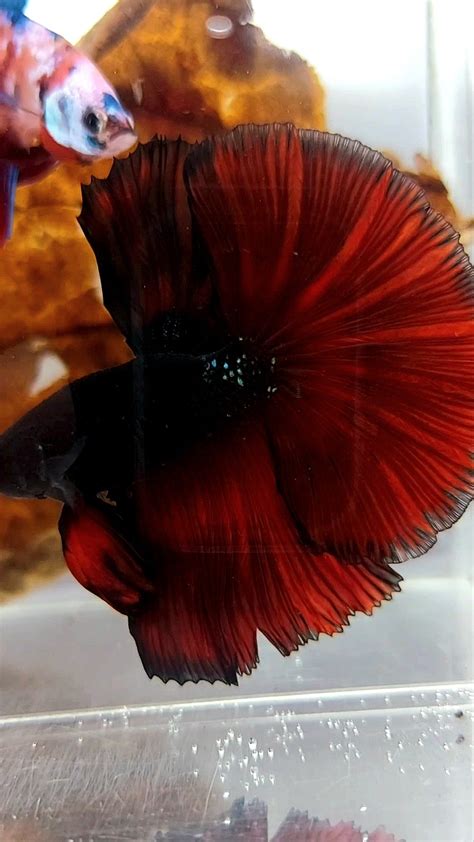 Premium Imported Betta Fish – Rare Betta Fish Store.